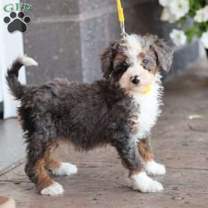 Leo, Mini Bernedoodle Puppy